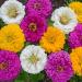 Zinnia Mardi Gras Garden Flower Mix