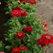 Zinnia Elegans Dahlia Flowered Meteor