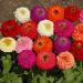 Zinnia Flower Seed Mix