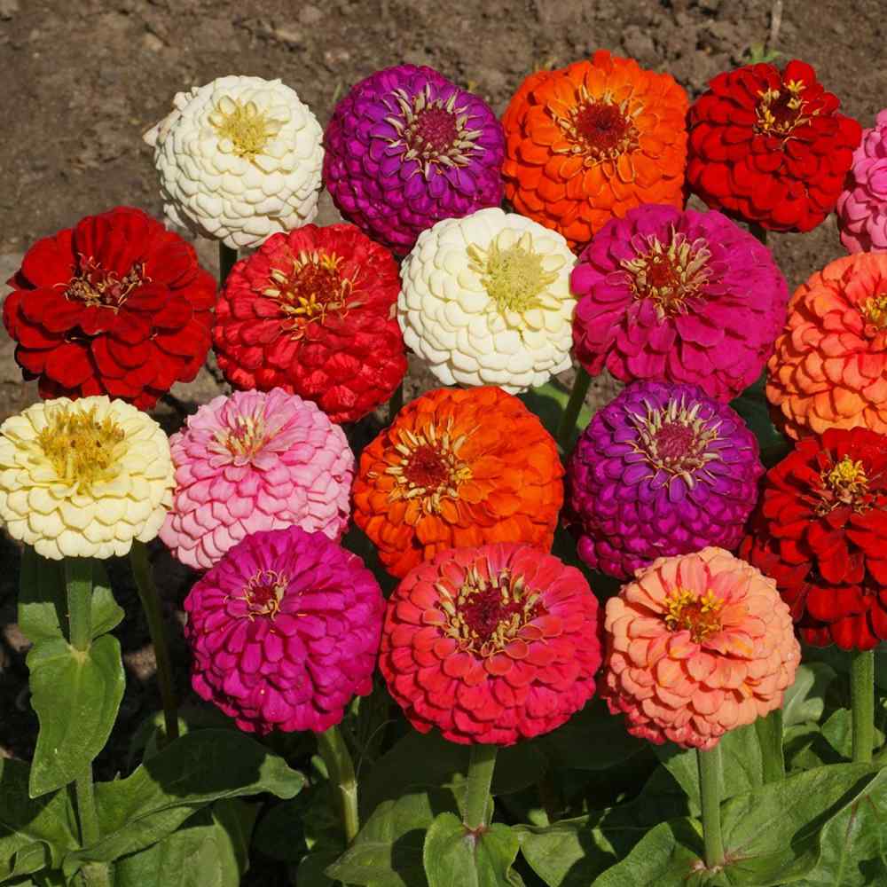 Image of Zinnias and safflower