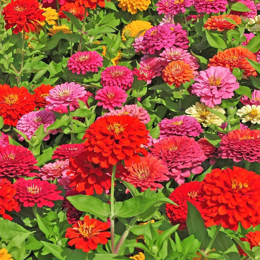 Zinnia Lilliput Flower Seed Mix From Seeds