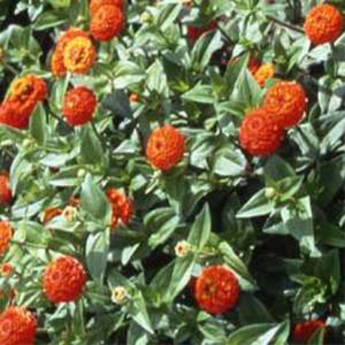 Zinnia Elegans Lilliput Orange