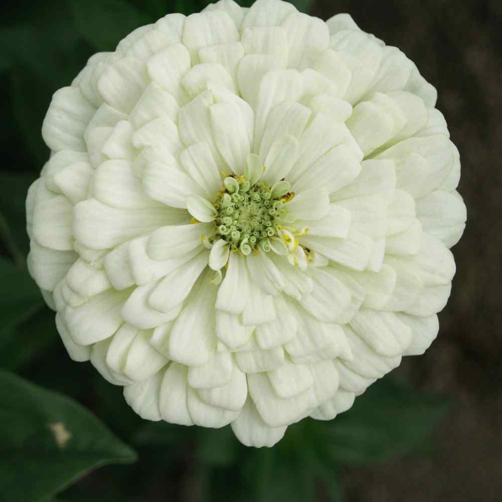  Zinnia Seeds | Polar Bear