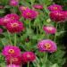 Zinnia Elegans Dahlia Flowered Purple Prince