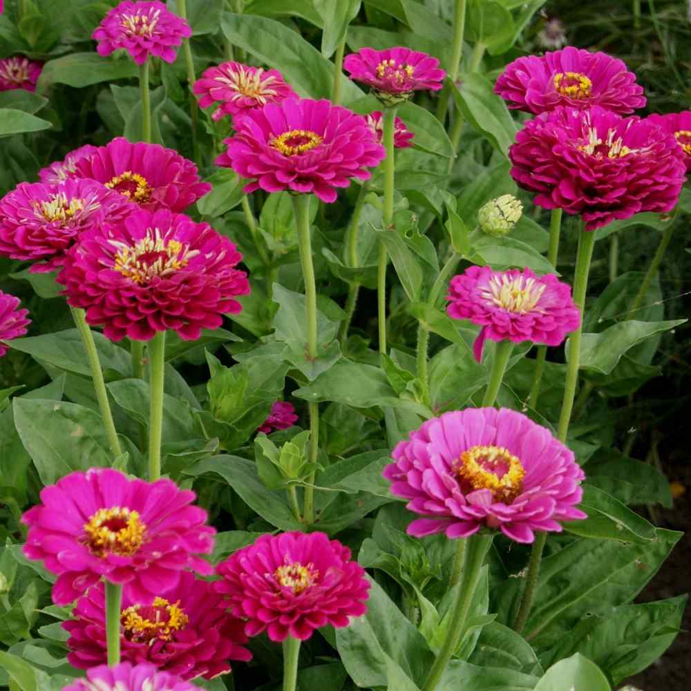 Purple Zinnia Seeds Zinnia Elegans Purple Prince Flower Seed