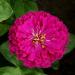 Zinnia Purple Prince