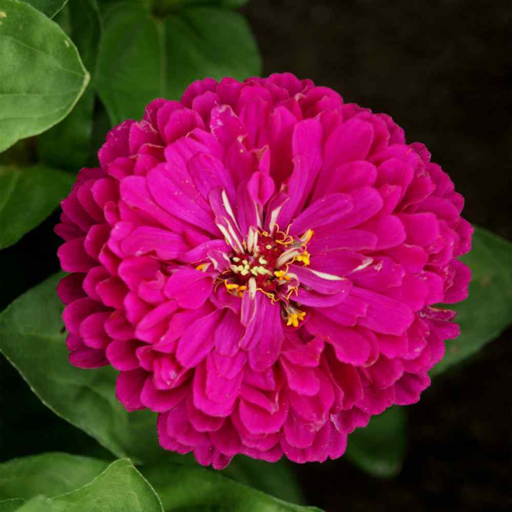 Purple Zinnia Seeds Zinnia Elegans Purple Prince Flower Seed