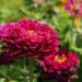 Zinnia Purple Prince Plants