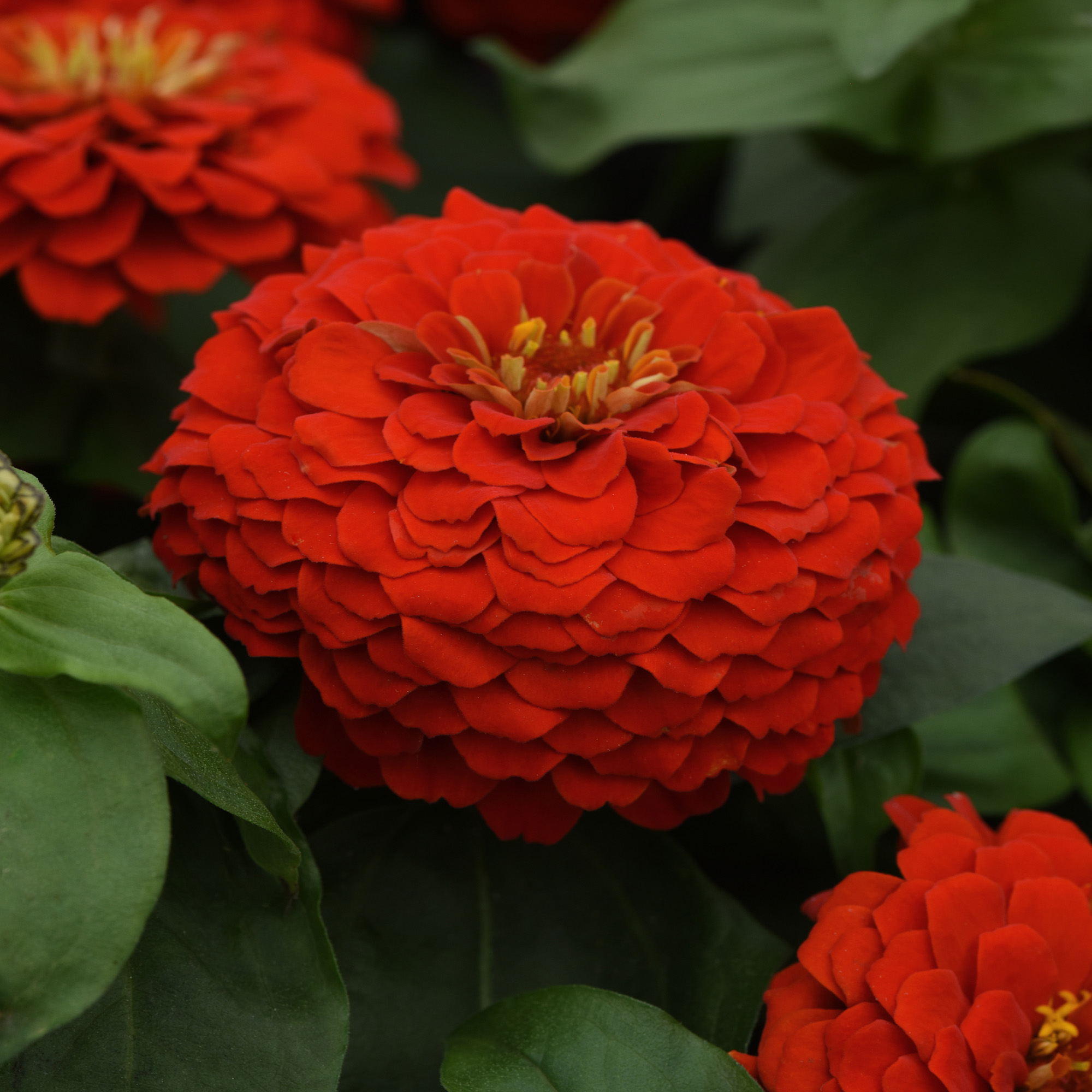 Zinnia Elegans Lilliput Red Flowers