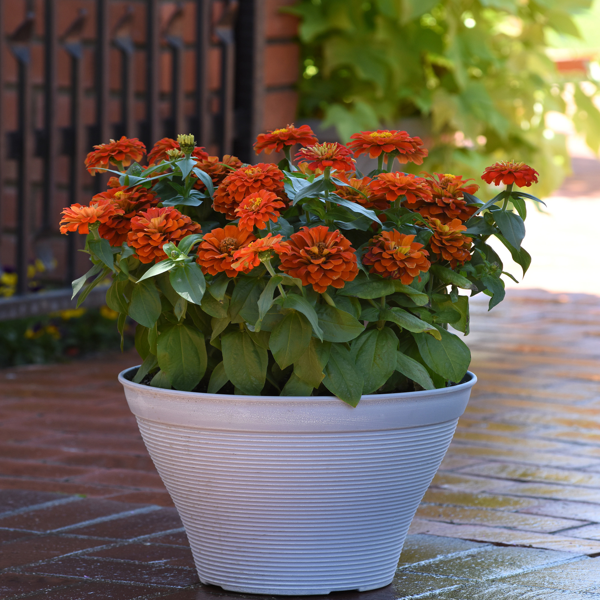 Zinnia Elegans Red Flowers In Container