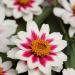 Zinnia Zahara Rose Starlight Cut Flowers