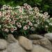 Zinnia Rose Starlight Container Flowers