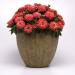Zinnia Salmon Colored Zinnias