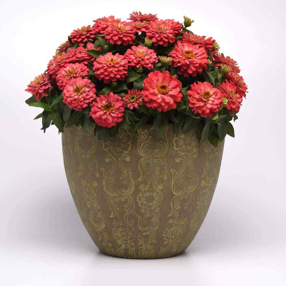 Salmon Zinnia Plants From Flower Seeds