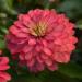 Zinnia Zahara Double Salmon Flowers