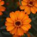 Zinnia Flower Seeds Orange