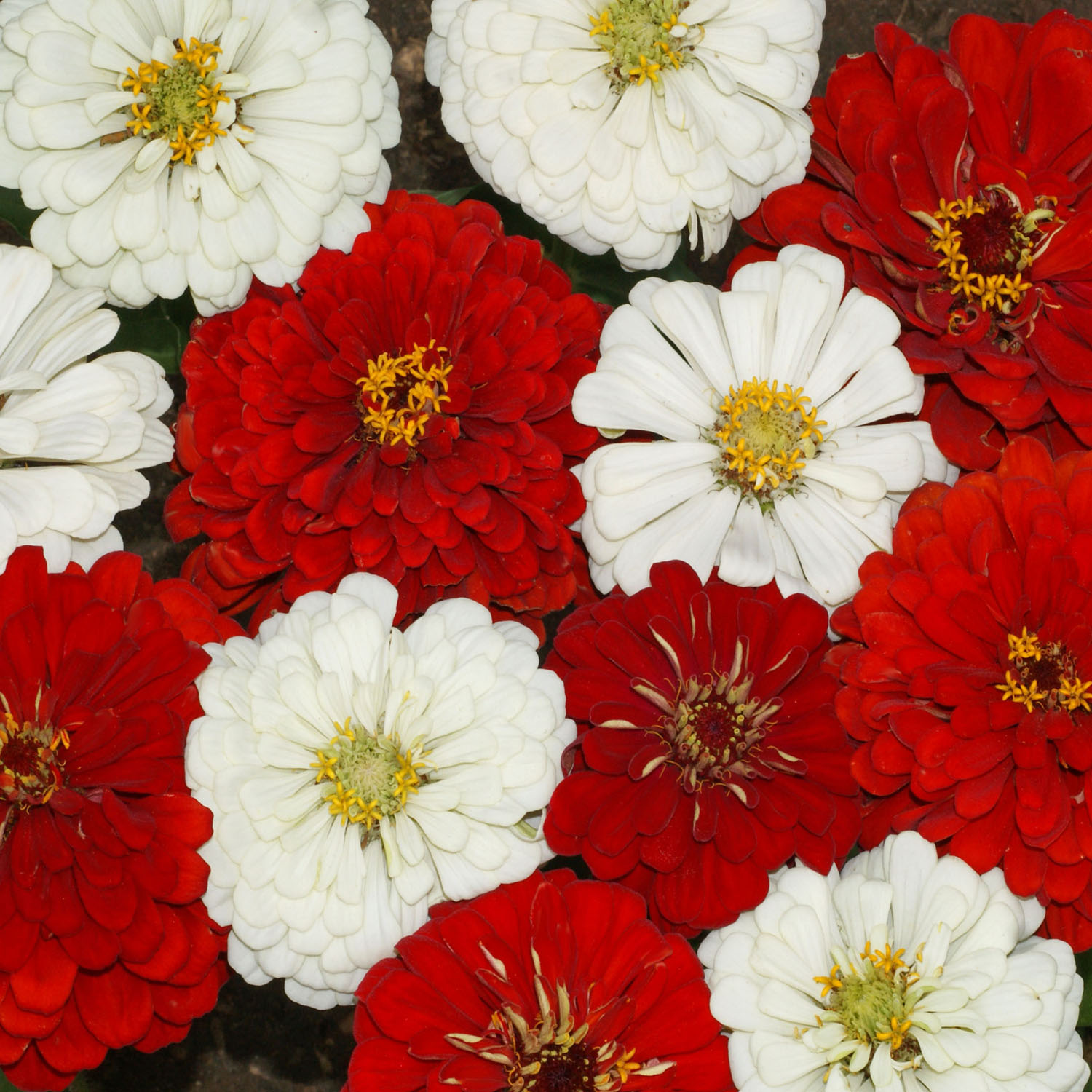 annual-zinnia-red-white-stop-sign-flower-seed-mixture