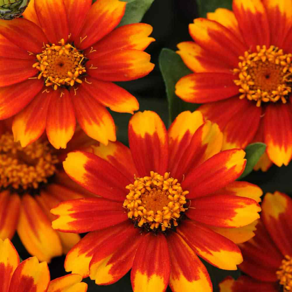 Zinnia Sunburst Flower Seed Products 12 18" Plants