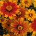 Zinnia Sunburst Garden Flowers