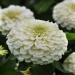 Zinnia Elegans Lilliput White