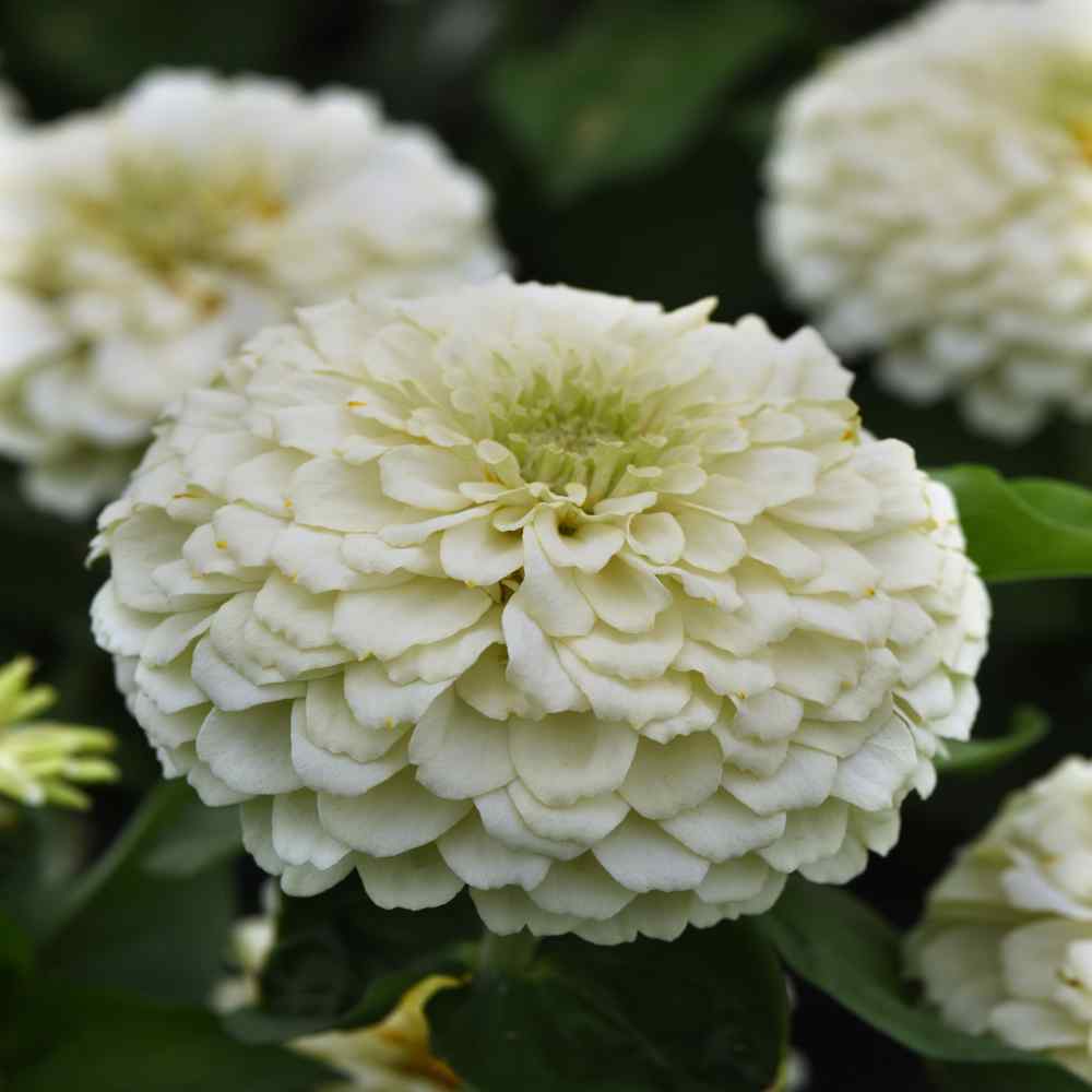 Image of Zinnia white annual flower