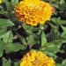 Zinnia Elegans Lilliput Yellow