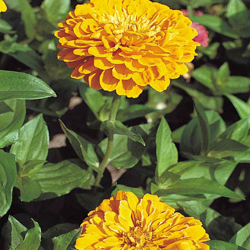 Zinnia Seeds Yellow Lilliput Flower Seed