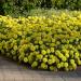 Zinnia Yellow Flowers