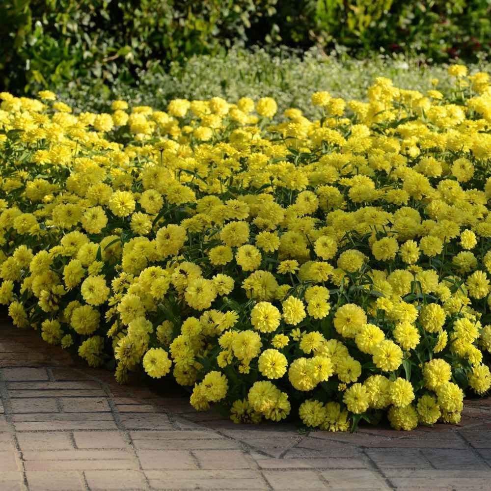 Zinnia Seeds Yellow Lilliput Flower Seed