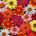 Zinnia Zahara Flower Seed Mix