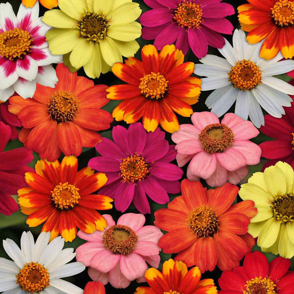  Zinnia Seeds | Zahara Mix