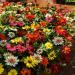 Zinnia Plant Mix