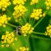 Zizia Aurea Yellow Flowers