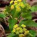 Zizia Aurea Golden Alexanders