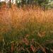 Big Bluestem Grass