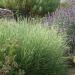 Blue Grama Pasture Grass