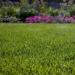 Kentucky Bluegrass Blend