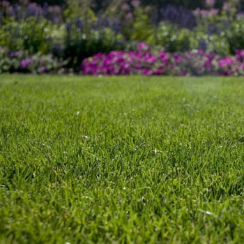 Kentucky Bluegrass Lawn