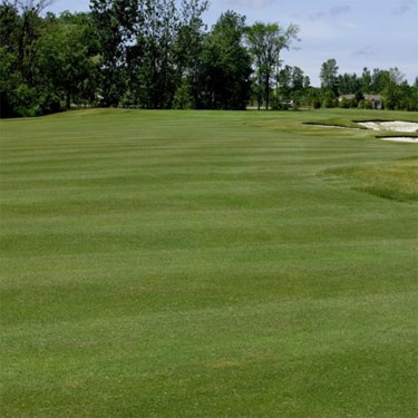 Shade Tolerant Bent Grass