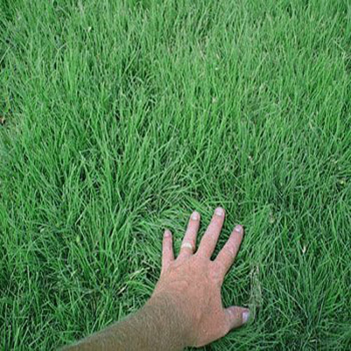 Sundancer Buffalo Grass Seed Native Drought Tolerant Grasses For 