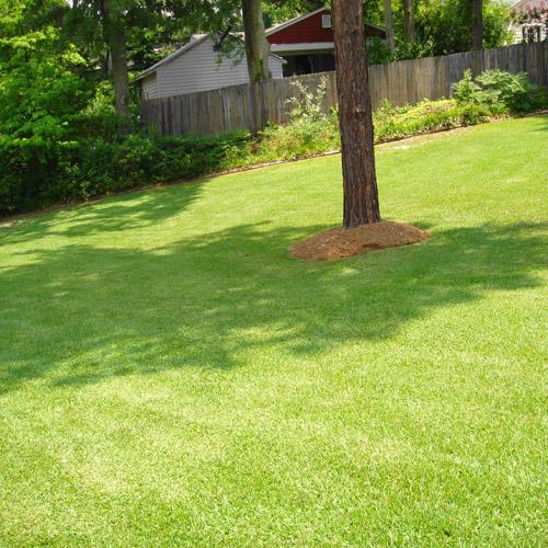 Centipede Grass Seed Warm Climate Grass Seed