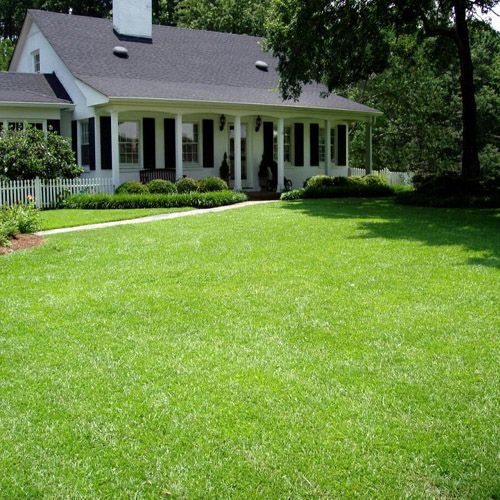 Centipede Grass Seed Warm Climate Grass Seed