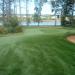 Turf Type Fescue Grass