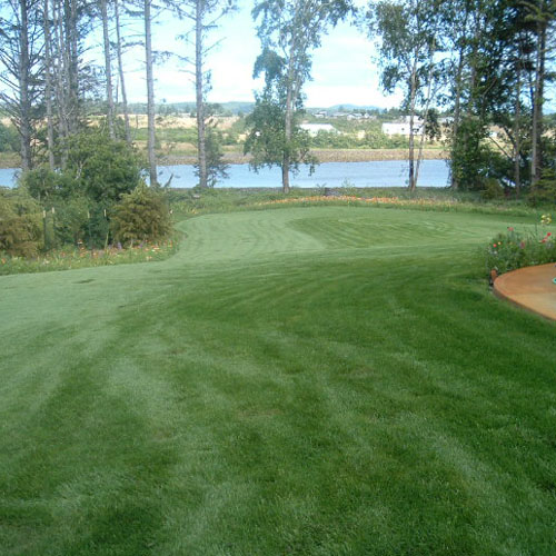 Fescue Grass Lawn