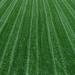 Combat Turf Type Fescue Grass