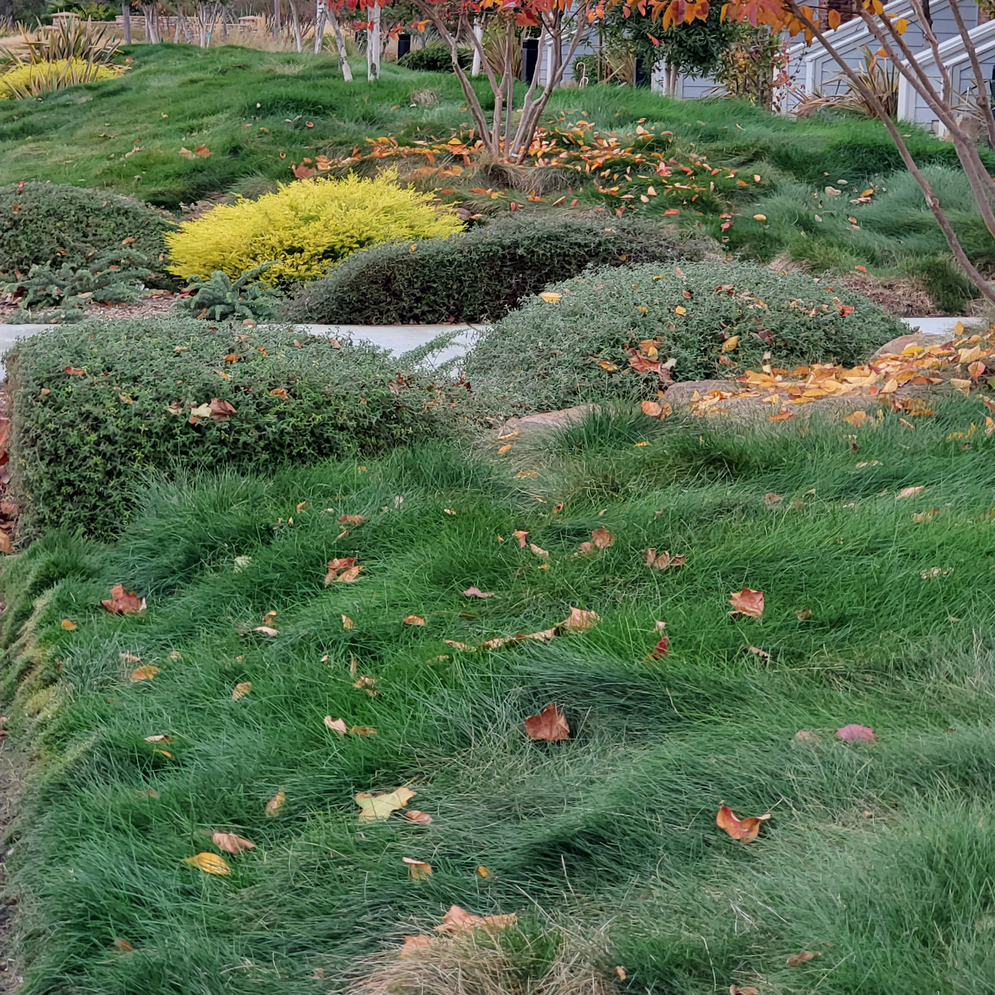 Creeping Red Fescue Outdoorreviewer