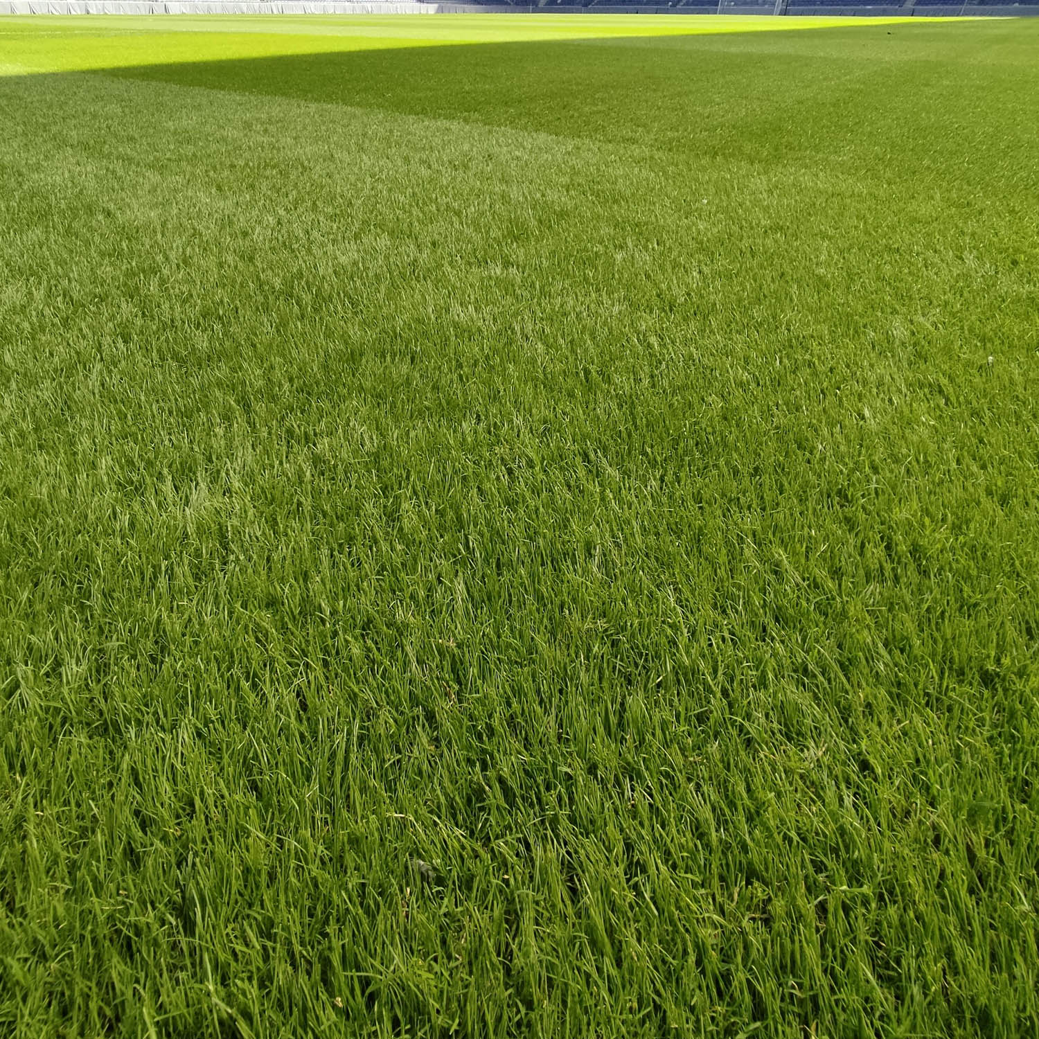Full House Bermuda Grass