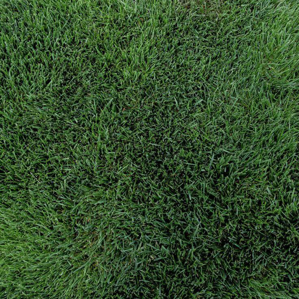 Galactic Turf Type Fescue Seed Blend