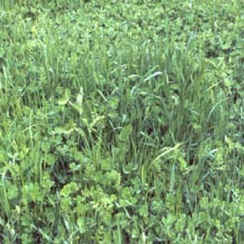 Gardenway Cover Crop Seed Outsidepride Com