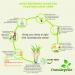 Lawn Planting Infographic
